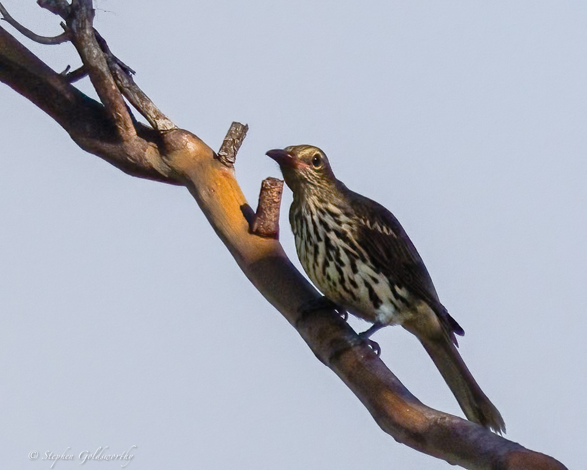 Australasian Figbird - ML637138597