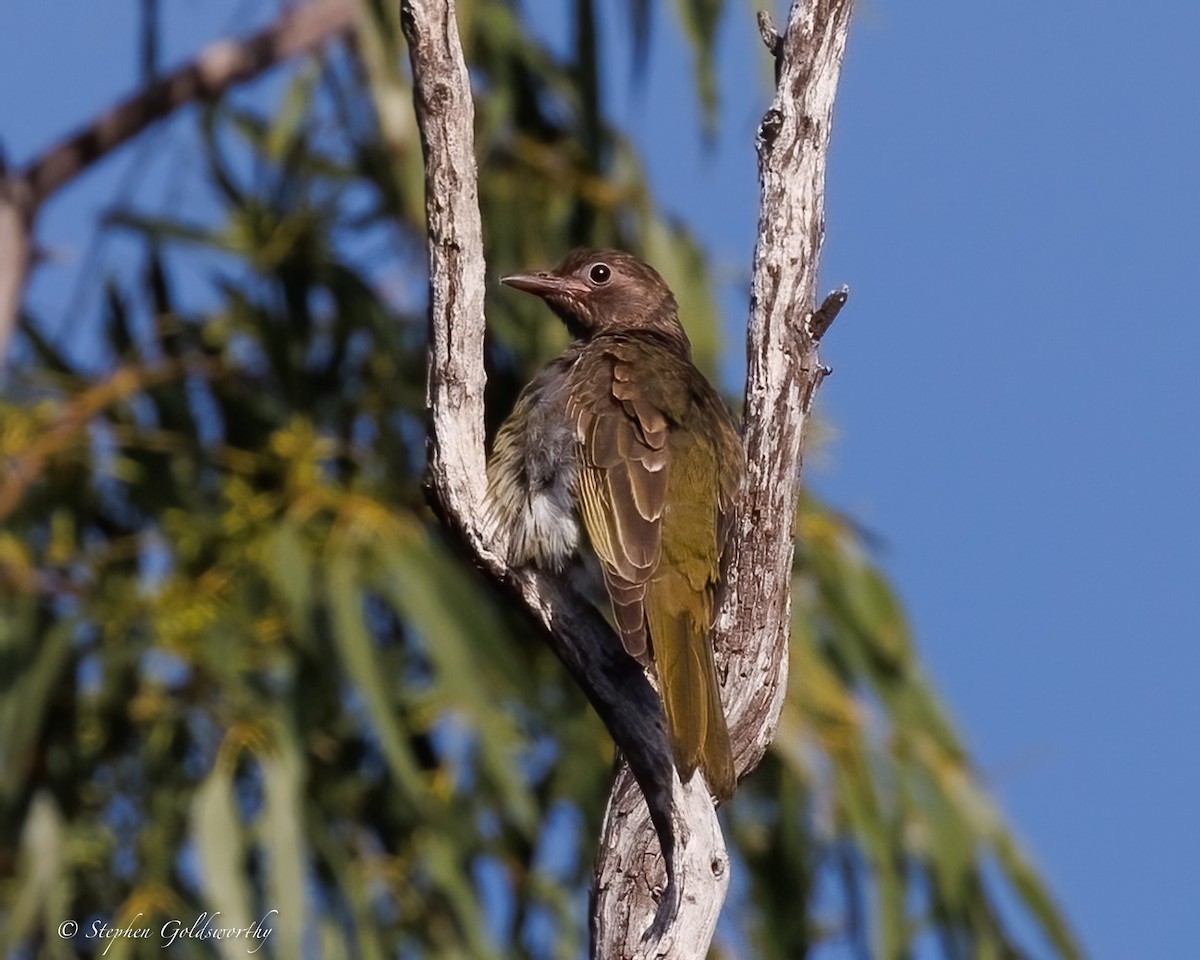 Australasian Figbird - ML637138598