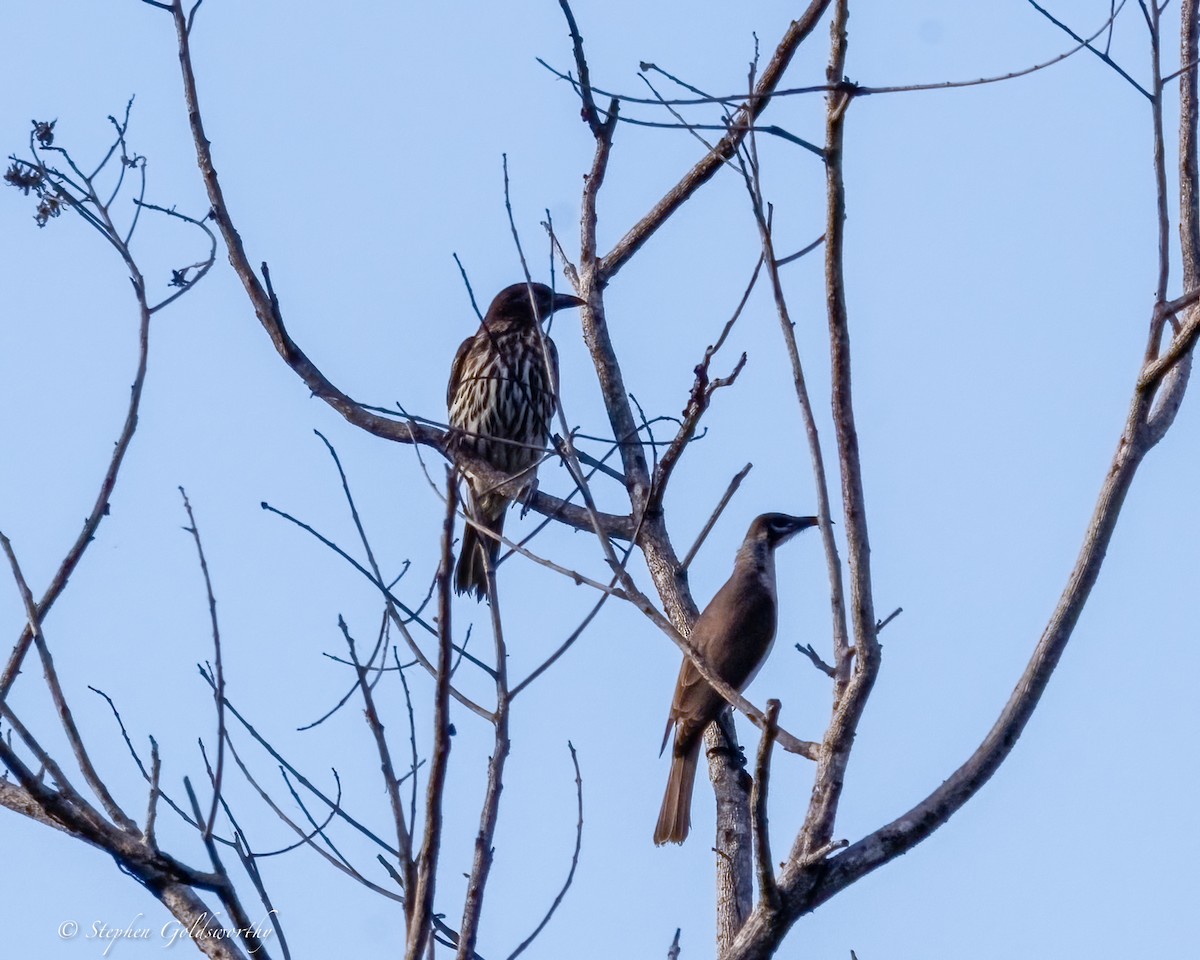 Australasian Figbird - ML637138599