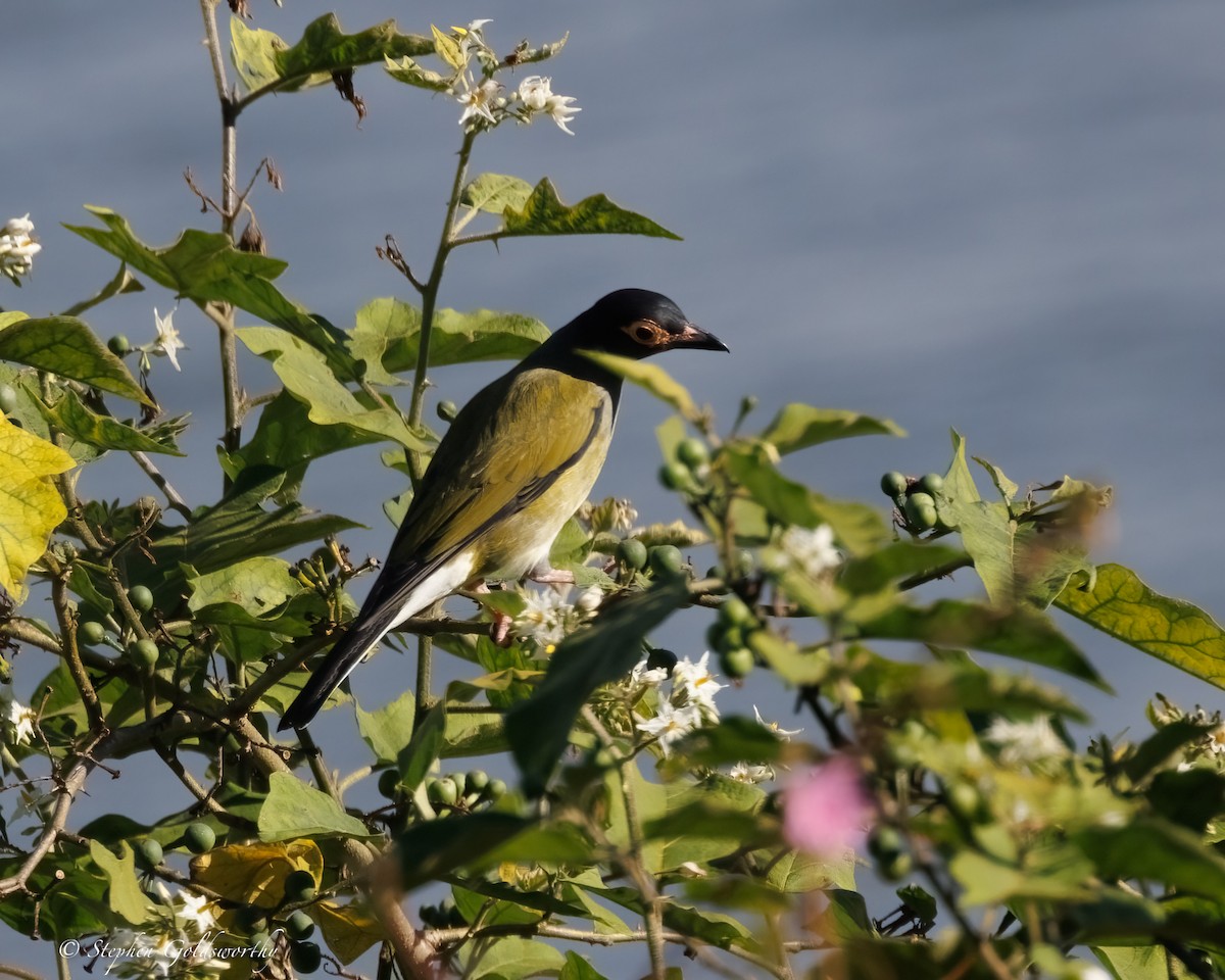 Australasian Figbird - ML637138600