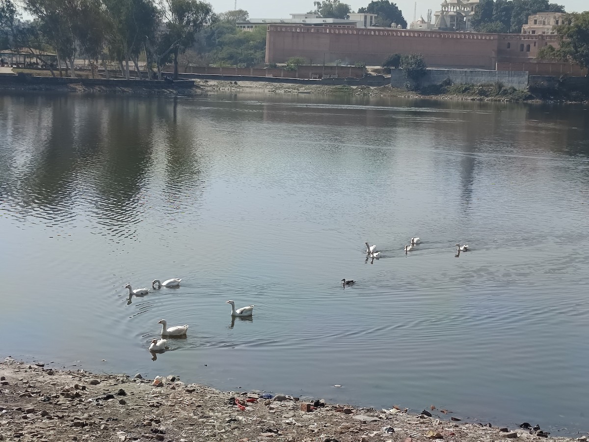 Antzara/Branta sp. - ML637138601