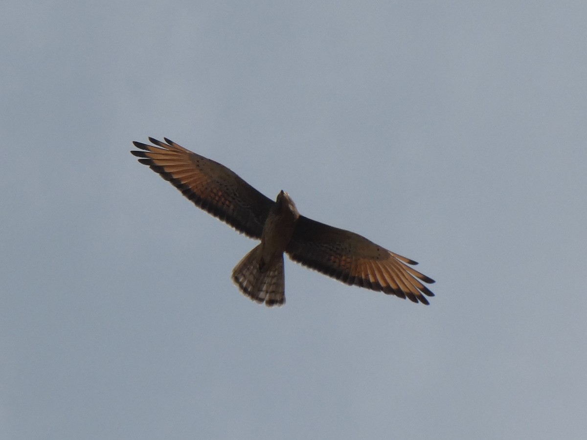 Grasshopper Buzzard - ML637138735