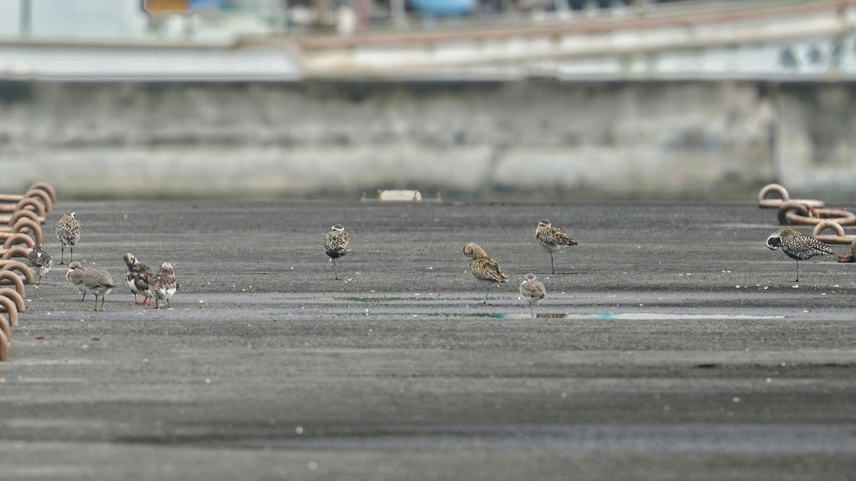 Siberian Sand-Plover - ML637138762