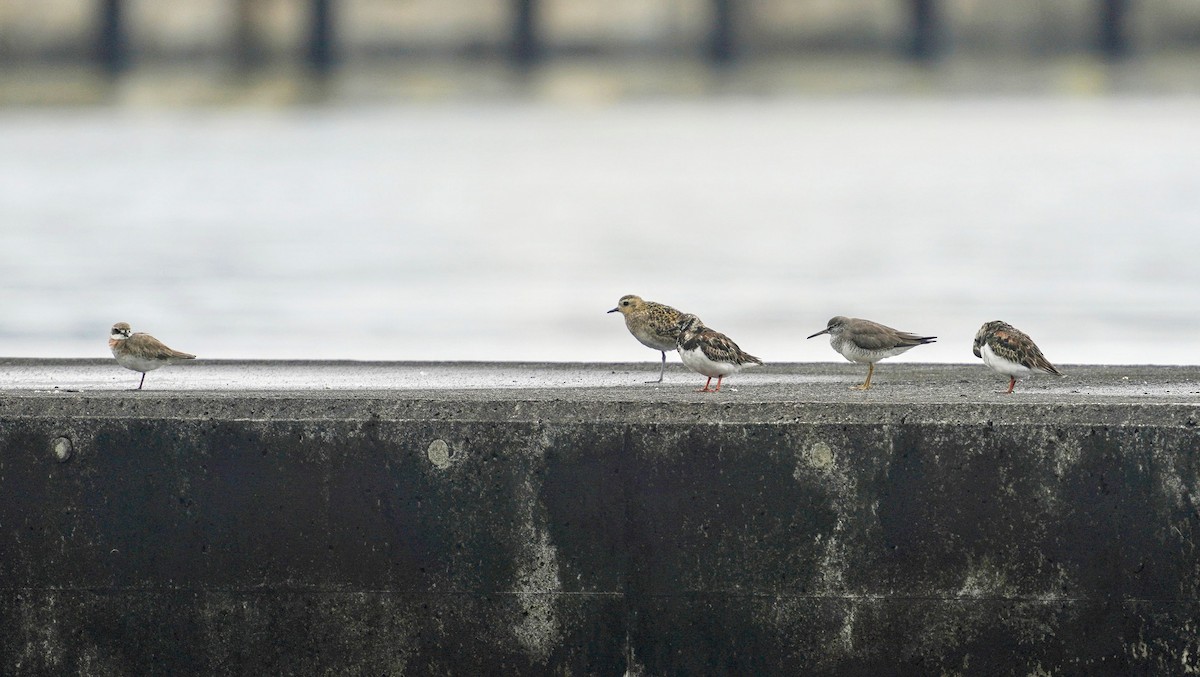 Siberian Sand-Plover - ML637138763