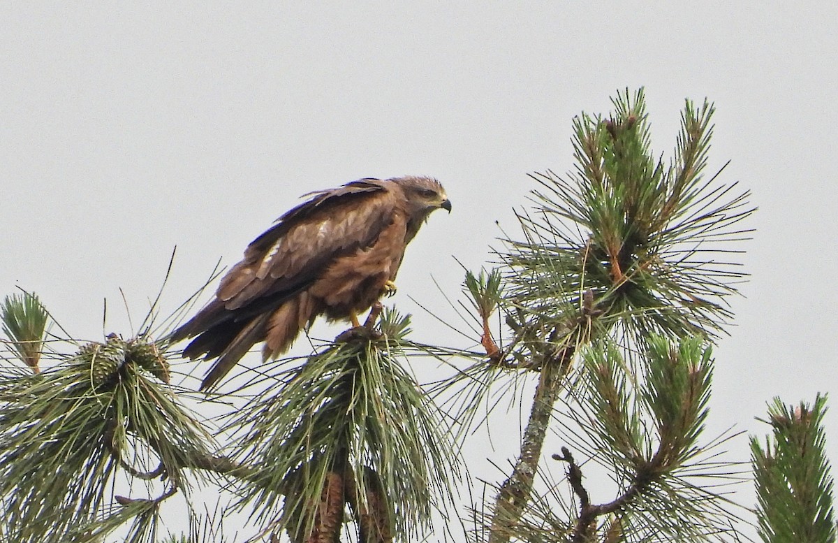 svartglente - ML637138847
