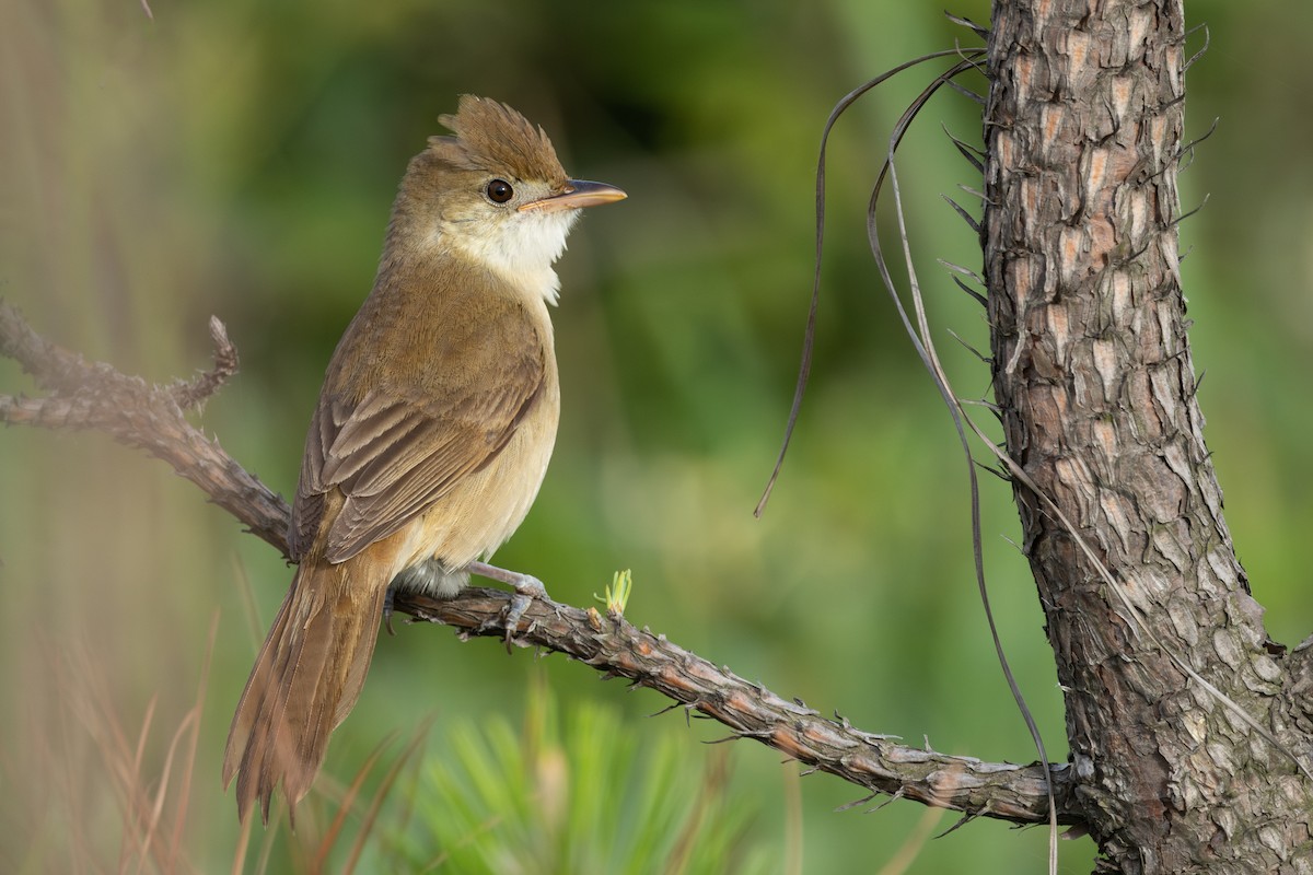 Thick-billed Warbler - ML637138913