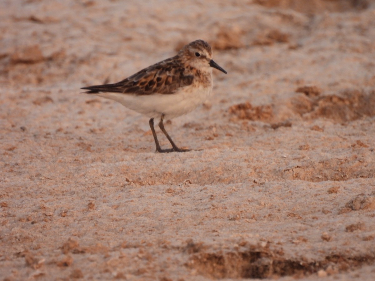 Little Stint - ML637138917