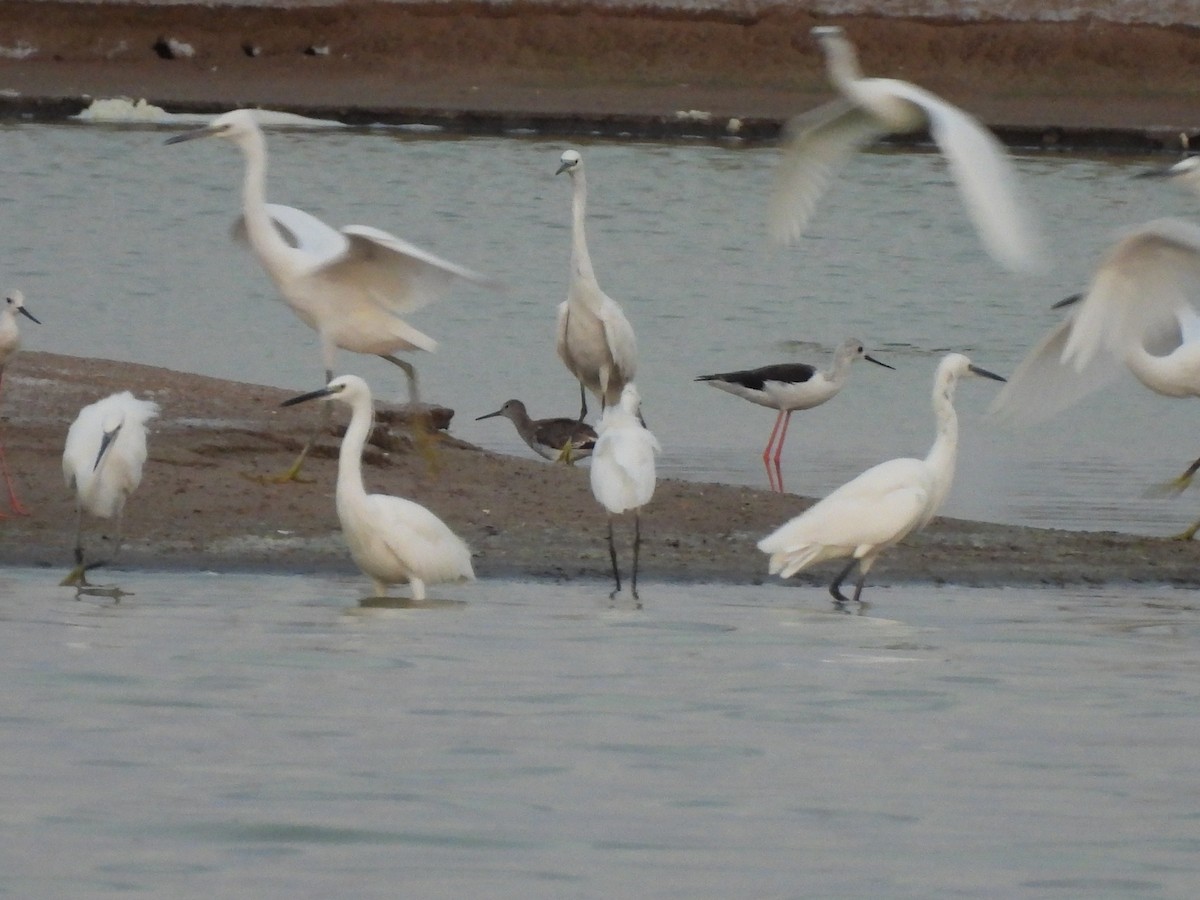 Little Egret - ML637138926