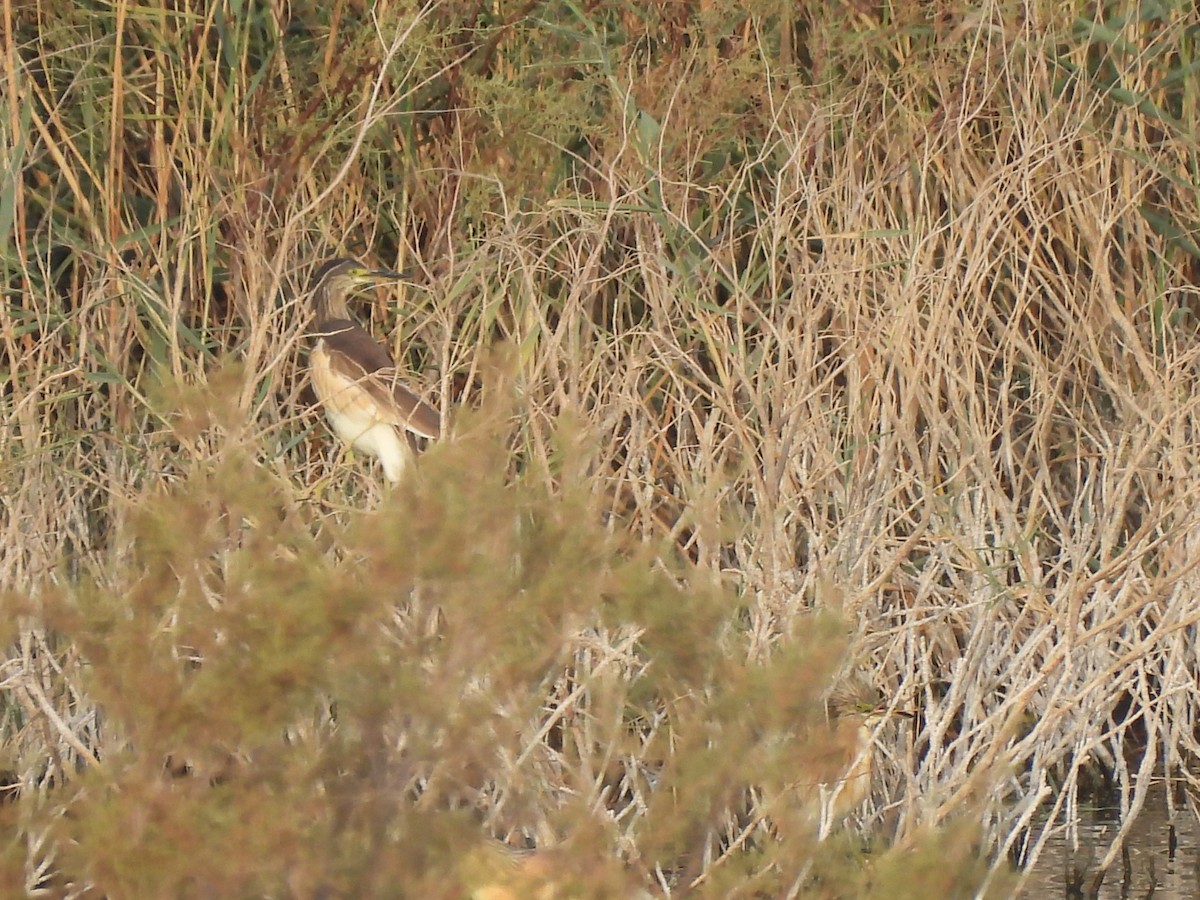 Indian Pond-Heron - ML637138929