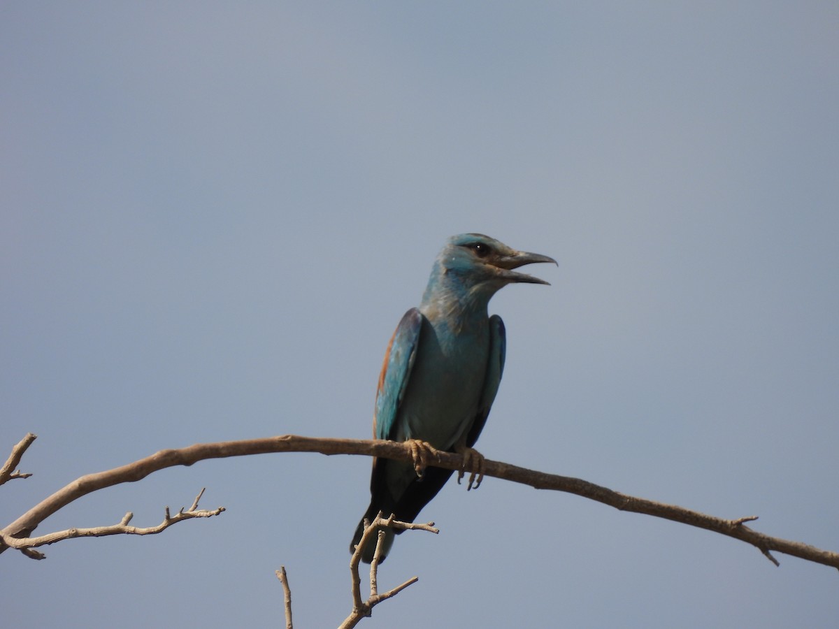 European Roller - ML637138932