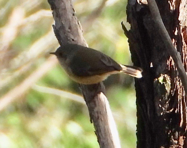 Buff-rumped Thornbill - ML637138933