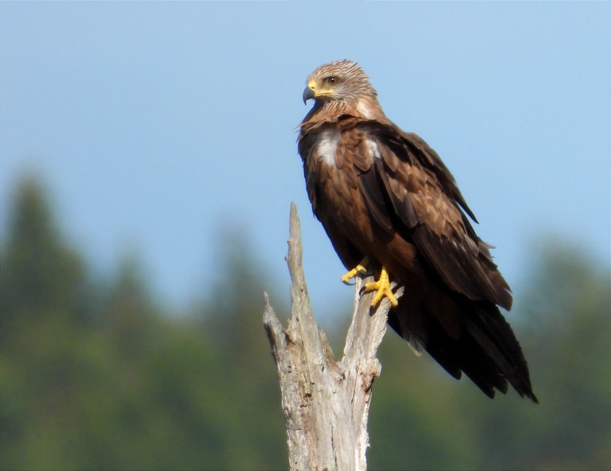 Black Kite - ML637138934