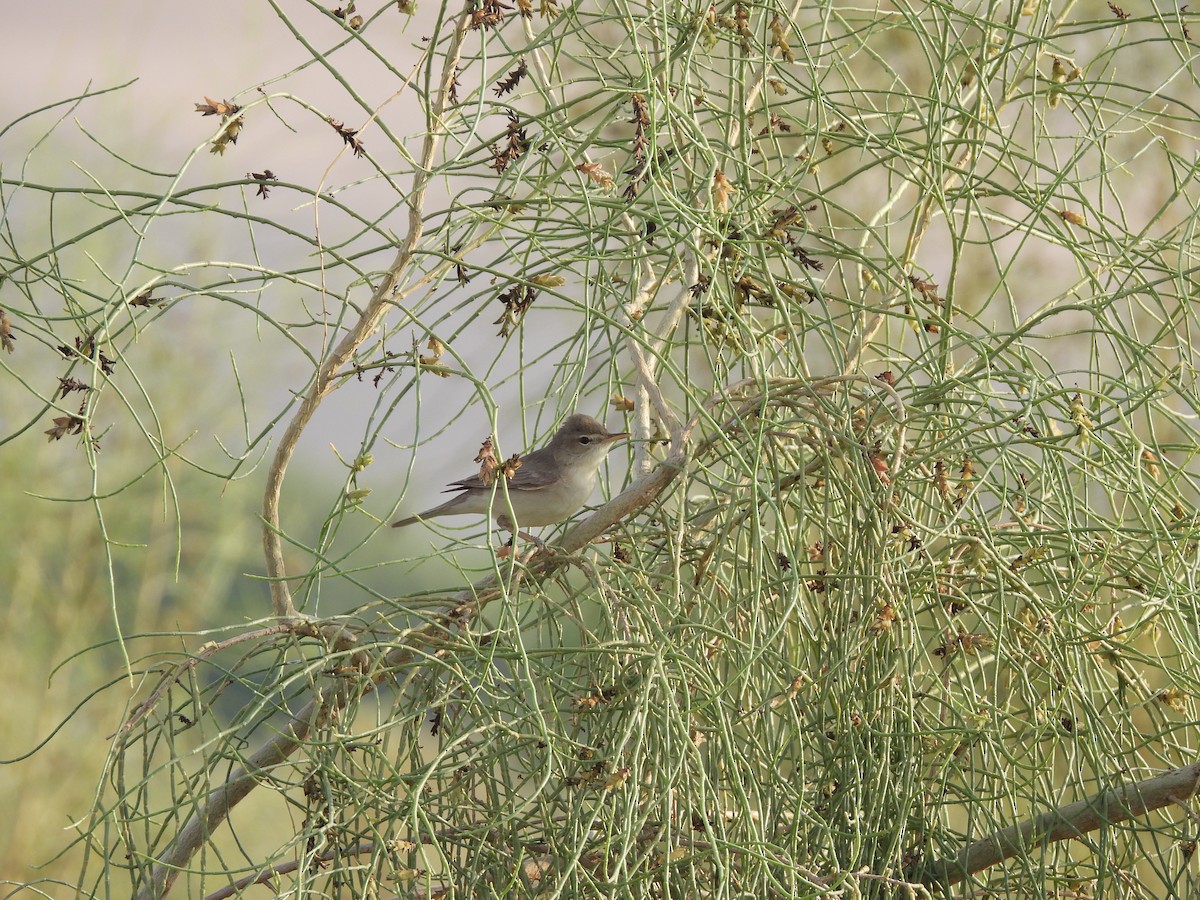 Sykes's Warbler - ML637138935
