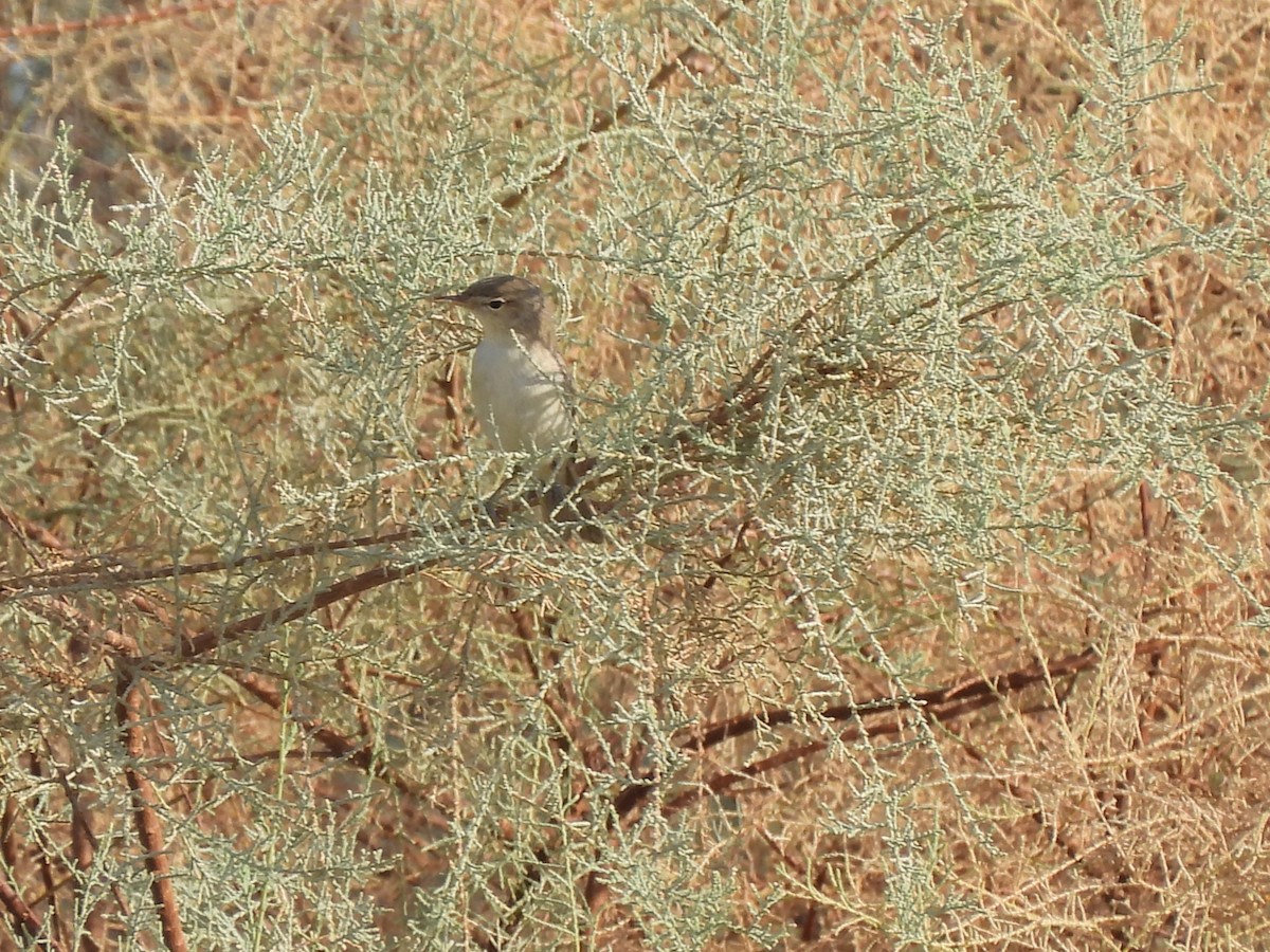 Sykes's Warbler - ML637138936