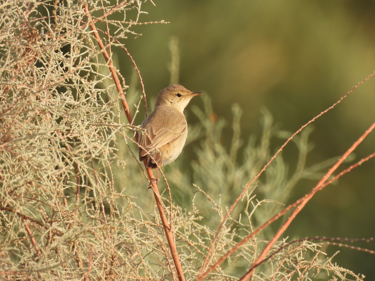 Common Reed Warbler - ML637138938