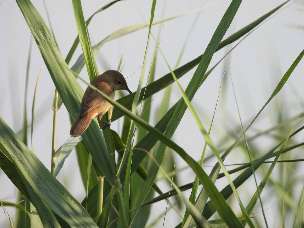 Common Reed Warbler - ML637138939