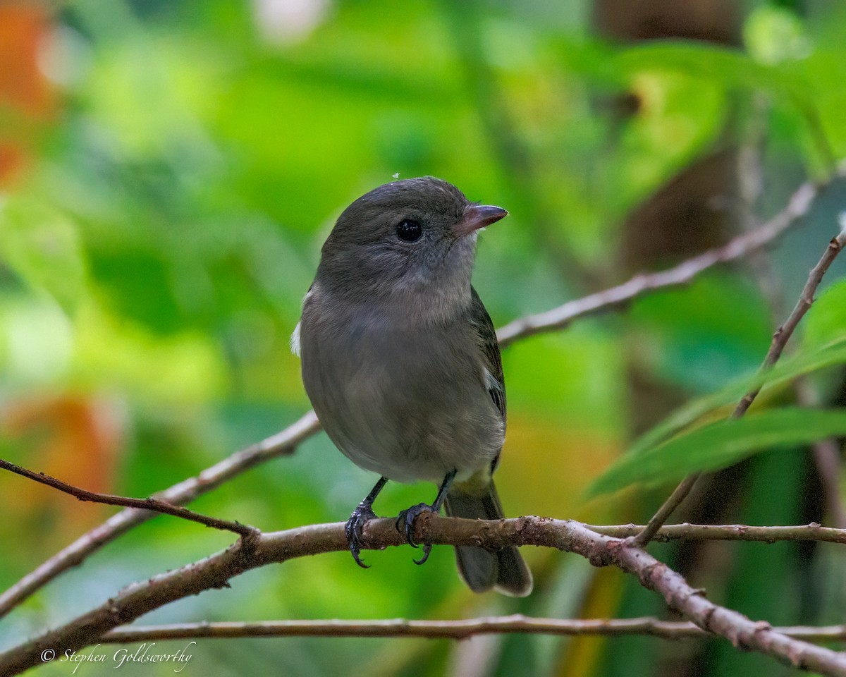 Golden Whistler - ML637138940