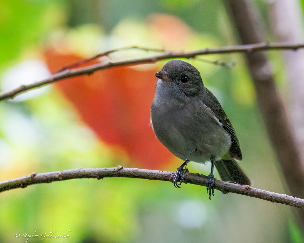 Golden Whistler - ML637138941