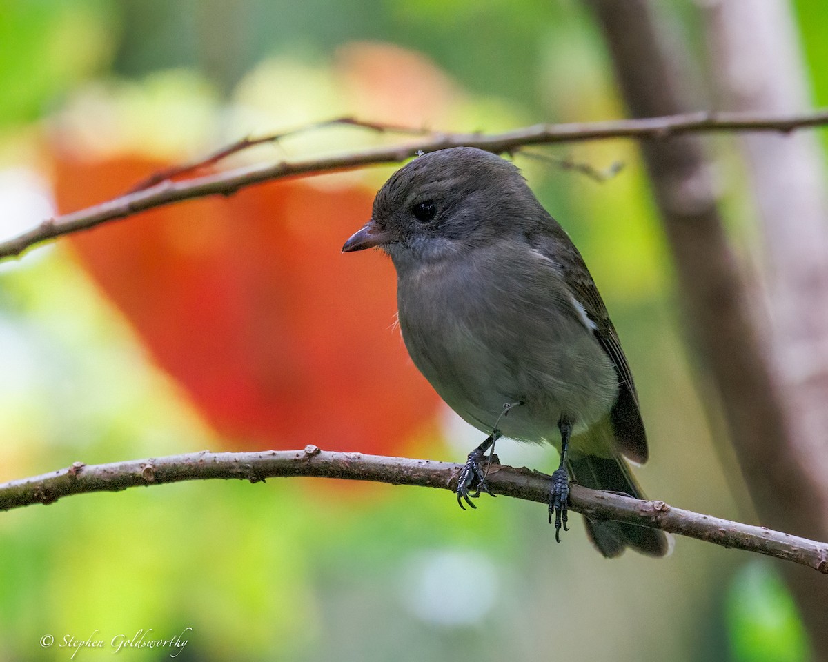 Golden Whistler - ML637138942