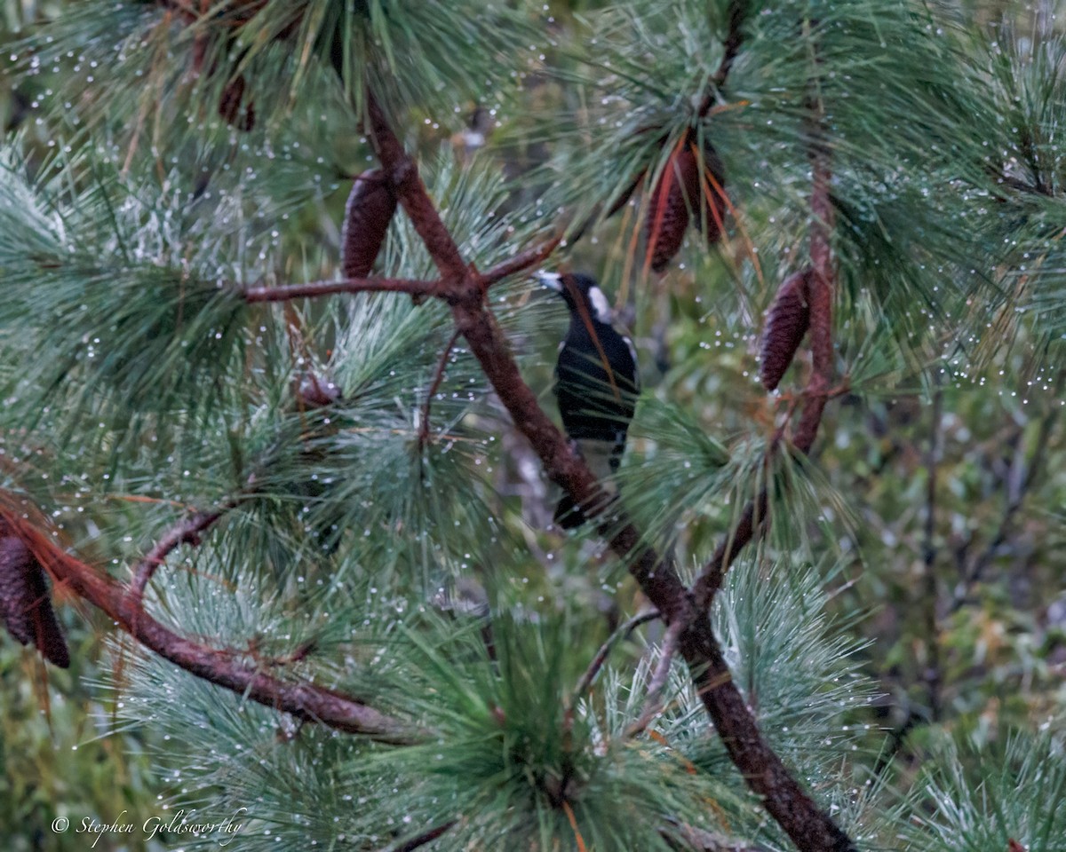 Australian Magpie - ML637138943