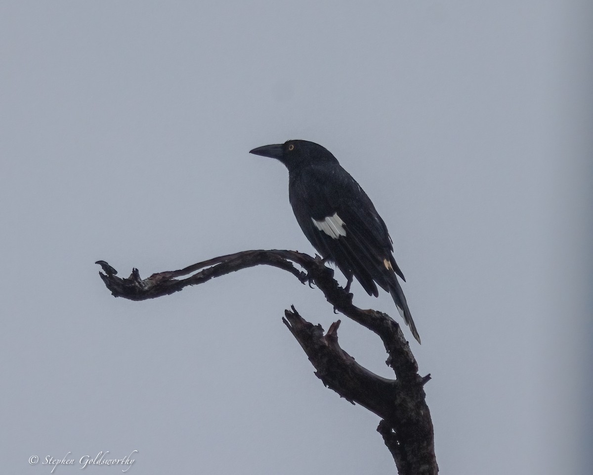Pied Currawong - ML637138944