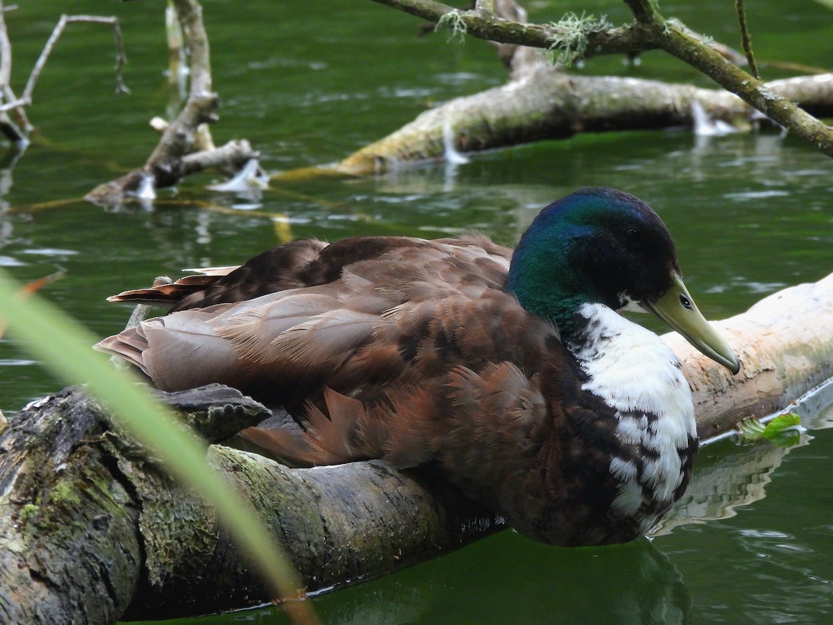 Mallard (Domestic type) - ML637138948