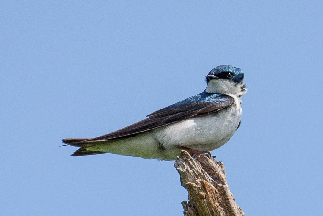 Tree Swallow - ML637138952
