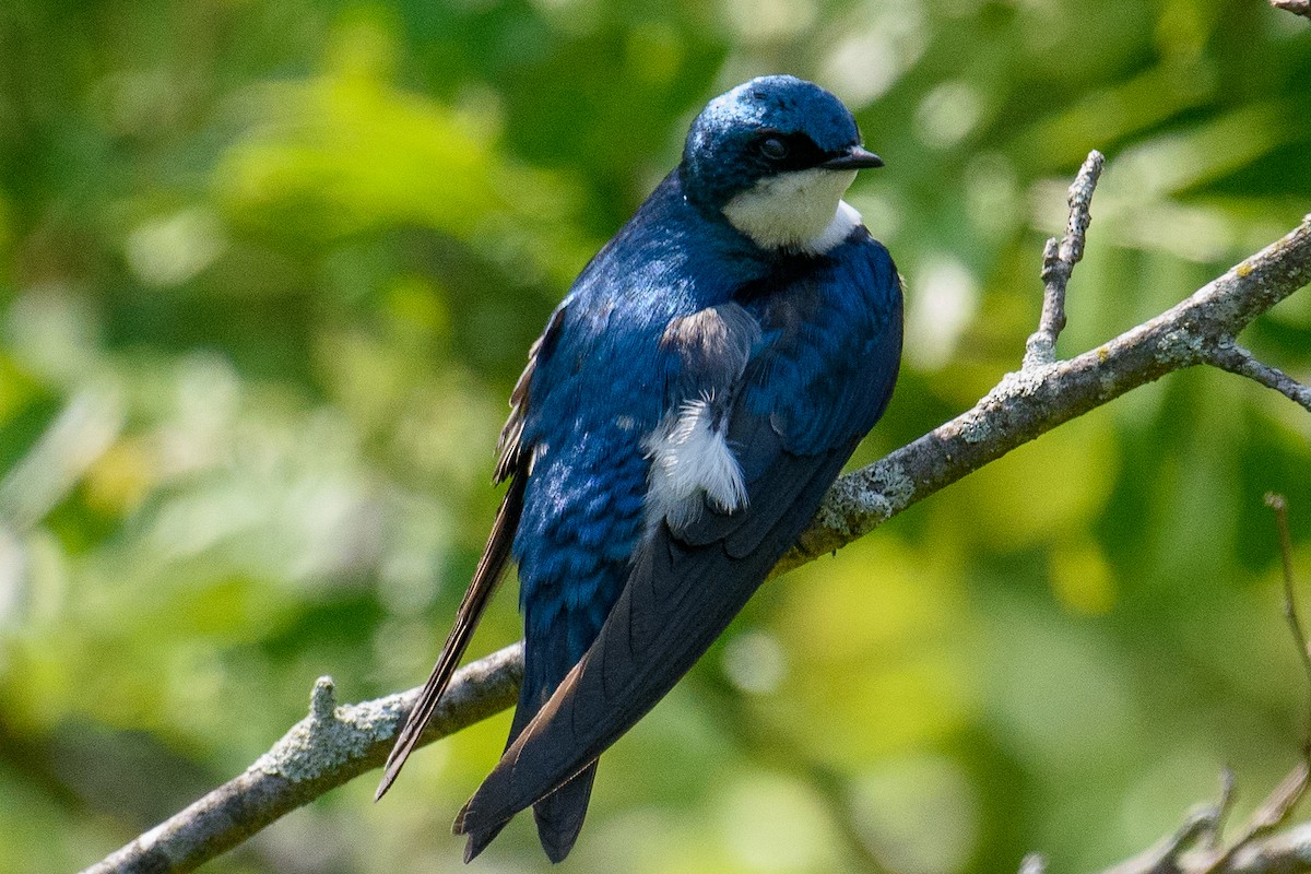 Tree Swallow - ML637138953