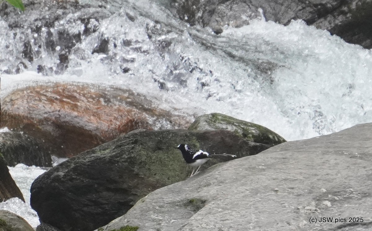 Spotted Forktail - ML637138954