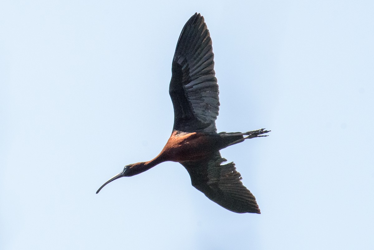 Ibis falcinelle - ML637138956