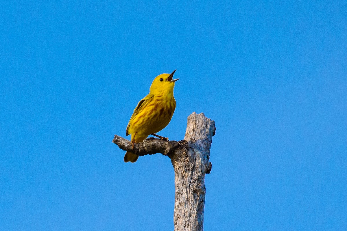 Paruline jaune - ML637138962