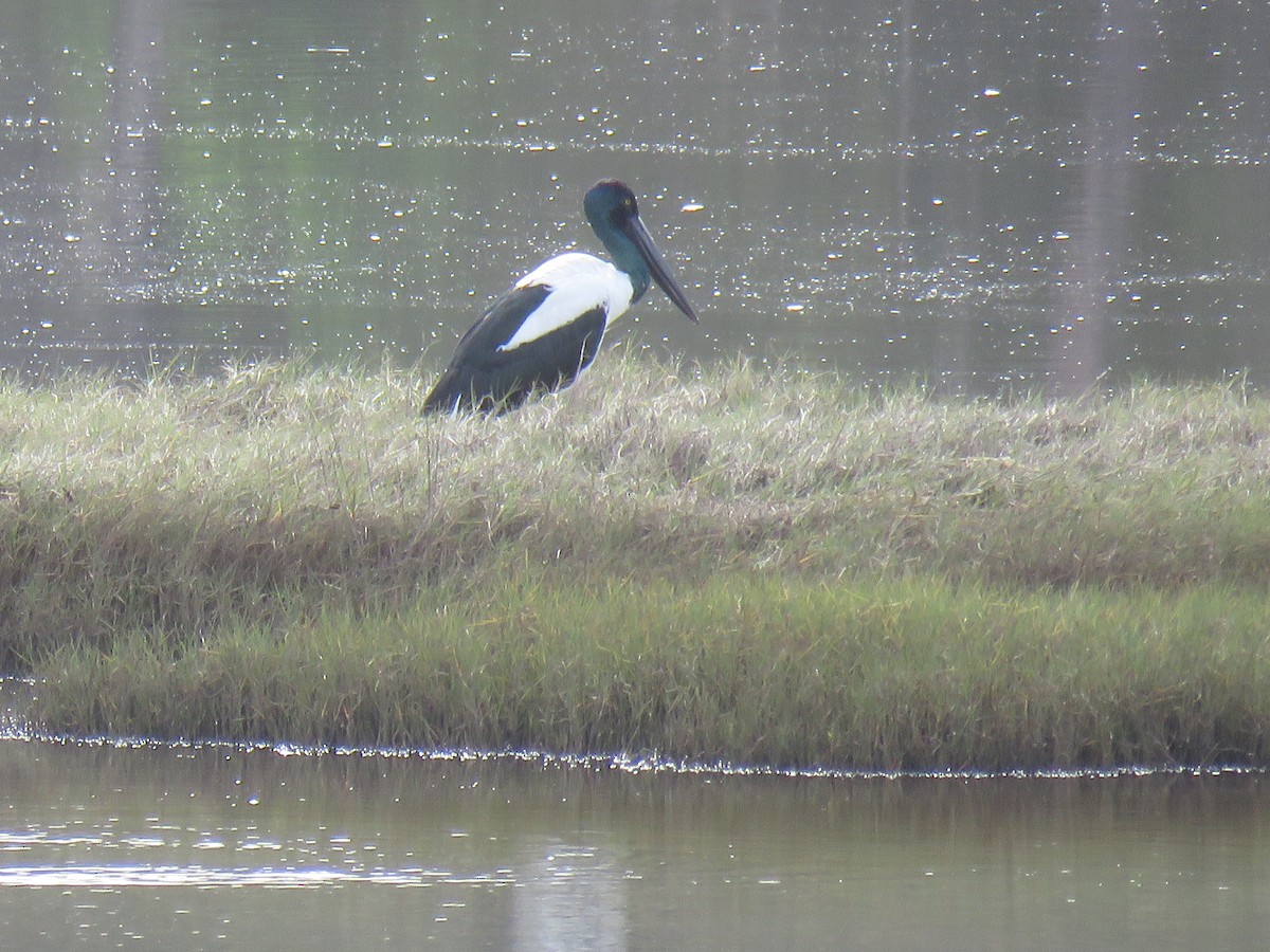 Jabiru d'Asie - ML637138969