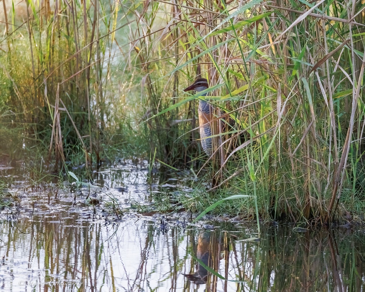 Râle tiklin - ML637138982