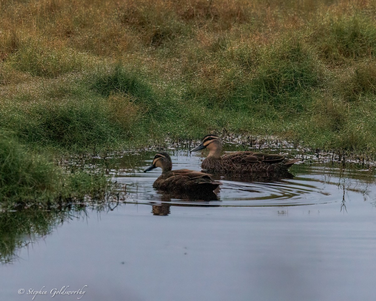 Canard à sourcils - ML637138984
