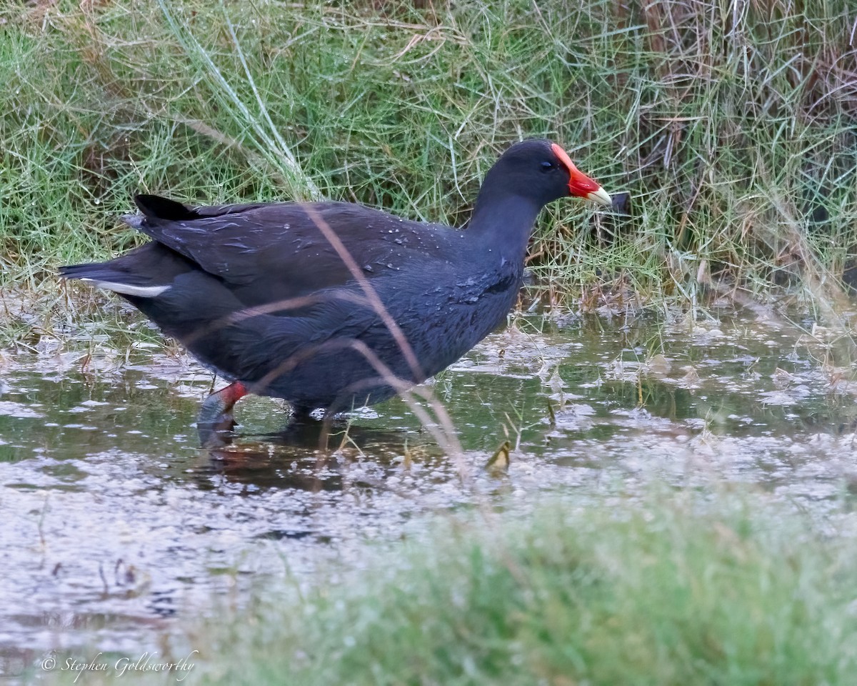 Gallinule sombre - ML637138987