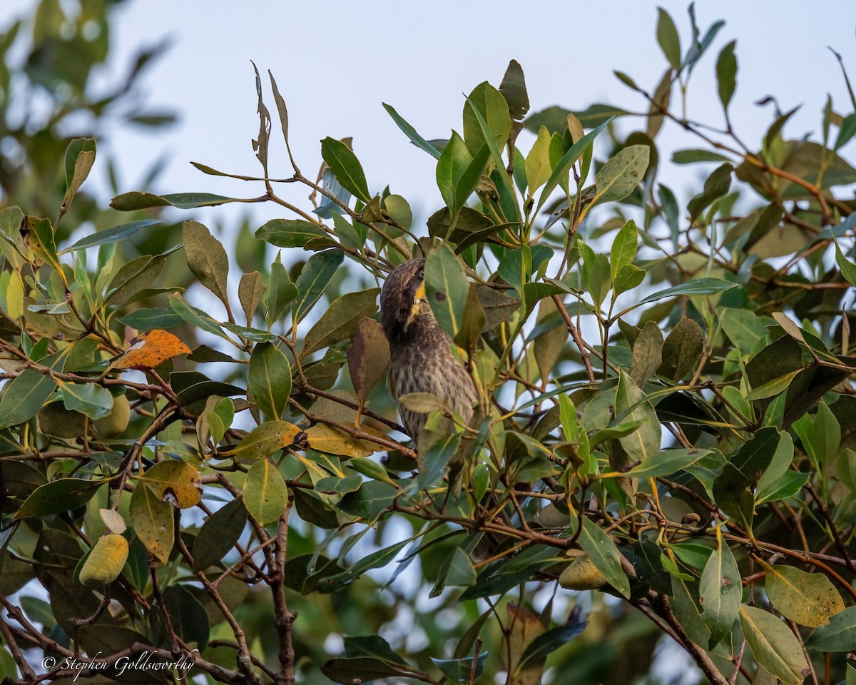 Méliphage des mangroves - ML637138993