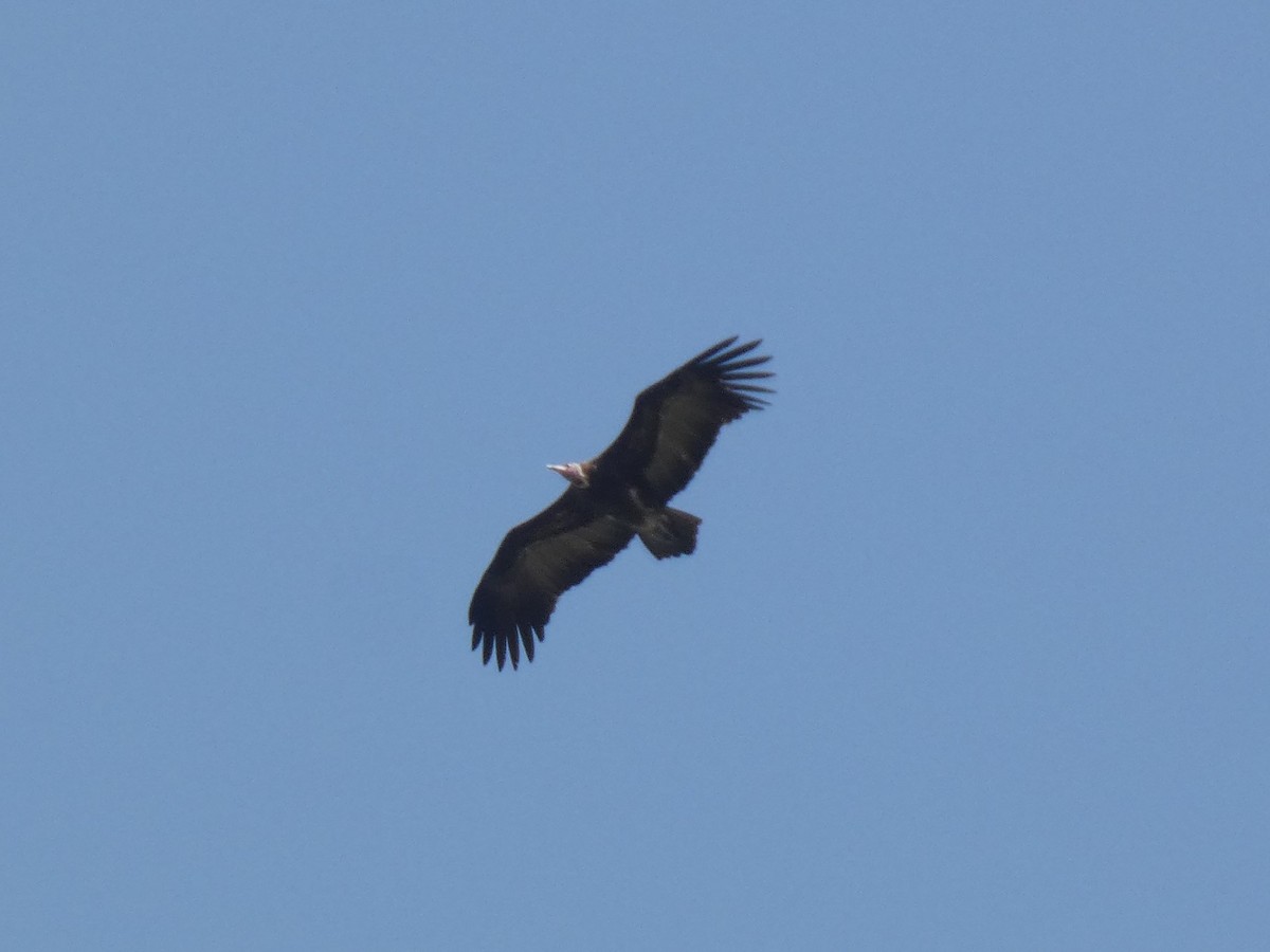 Vautour charognard - ML637138994