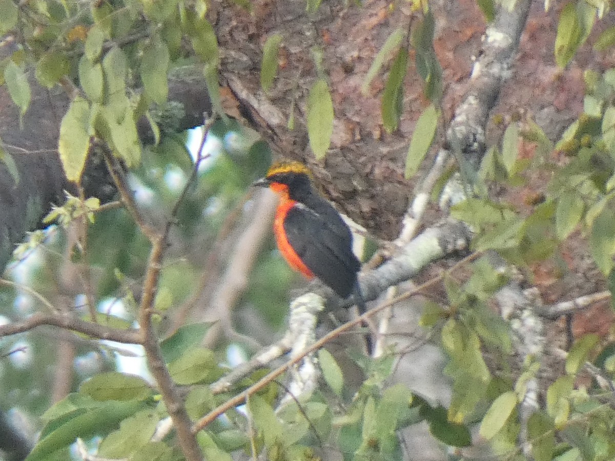 Yellow-crowned Gonolek - ML637139012