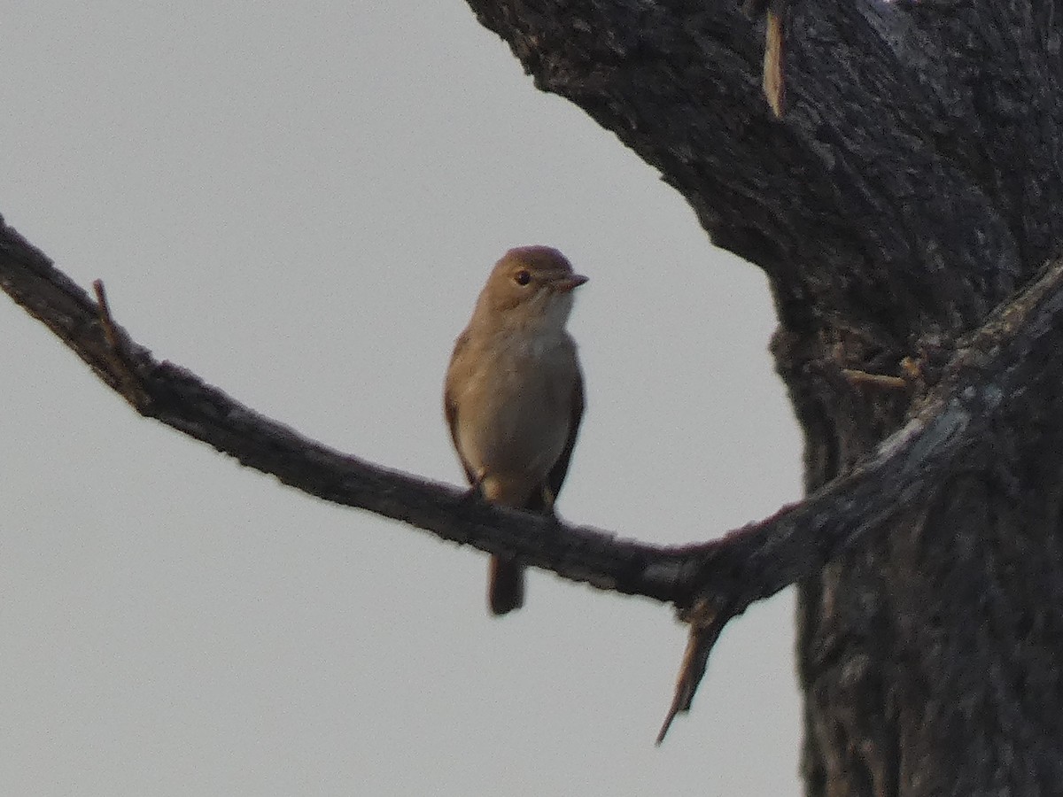 Gambaga Flycatcher - ML637139023
