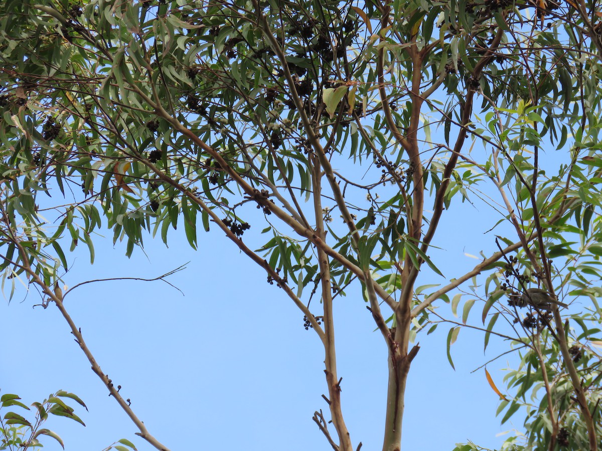 Yellow-faced Honeyeater - ML637139052