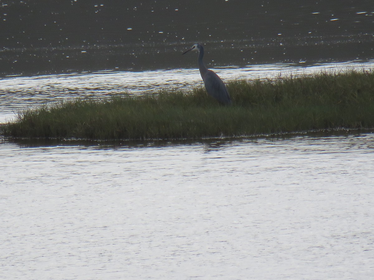White-faced Heron - ML637139055