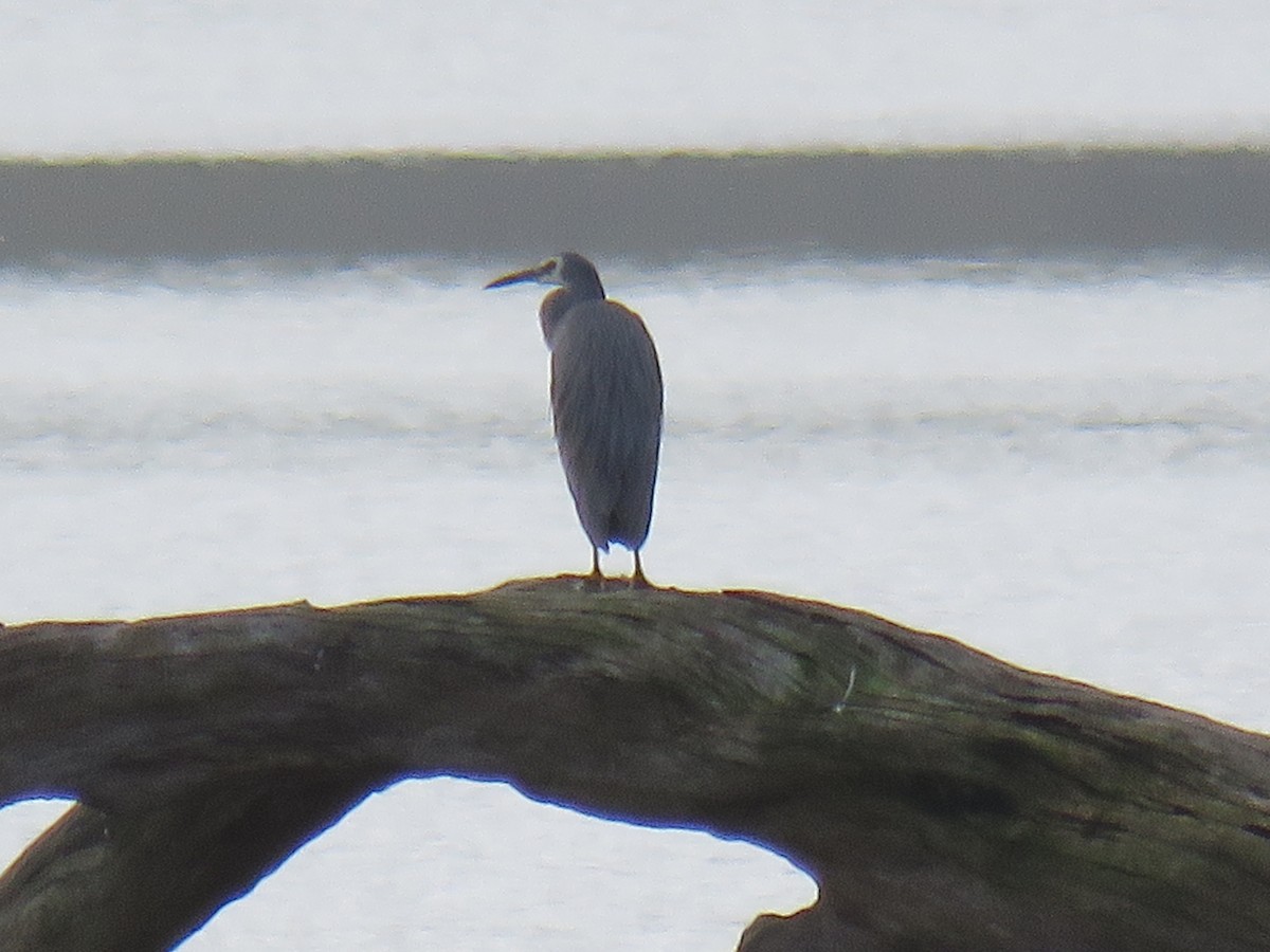 White-faced Heron - ML637139058