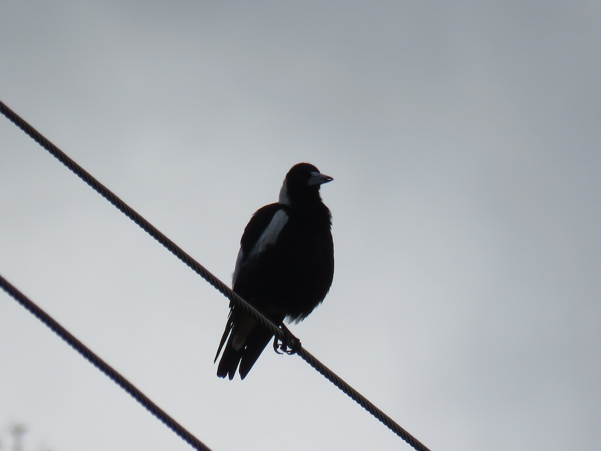 Australian Magpie - ML637139062
