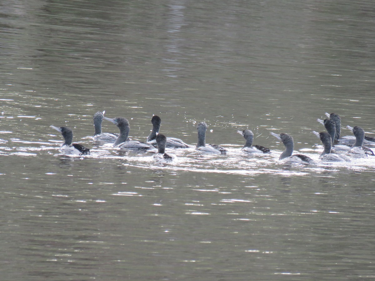 Little Black Cormorant - ML637139070