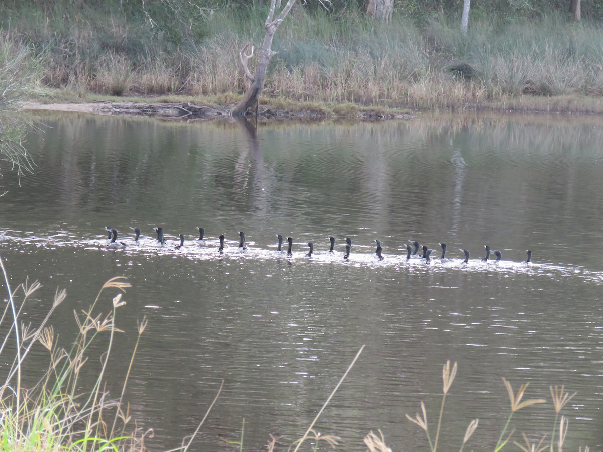 Little Black Cormorant - ML637139072
