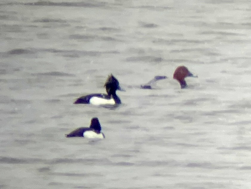 Common Pochard - ML637139085