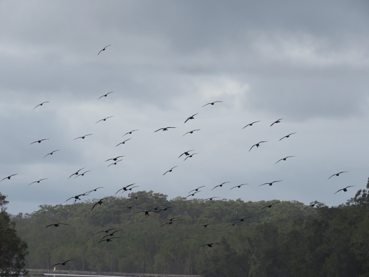 Little Black Cormorant - ML637139102