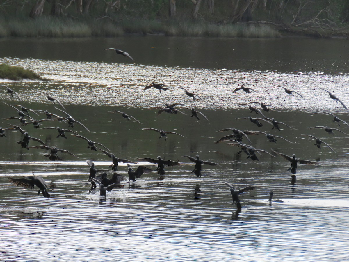 Little Black Cormorant - ML637139103