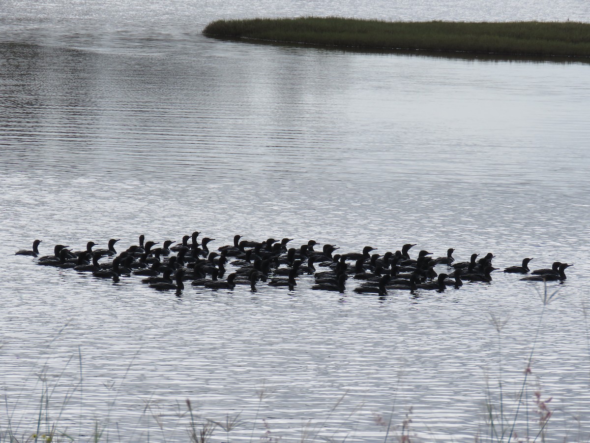 Little Black Cormorant - ML637139105