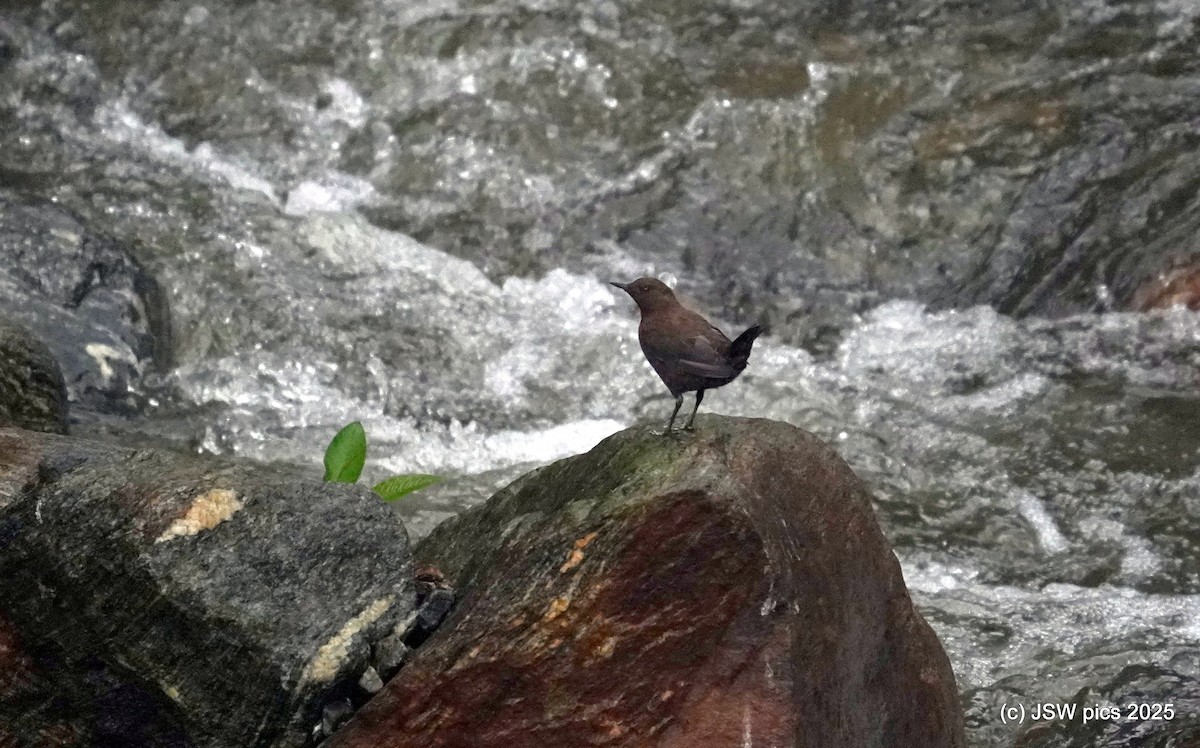Brown Dipper - ML637139116